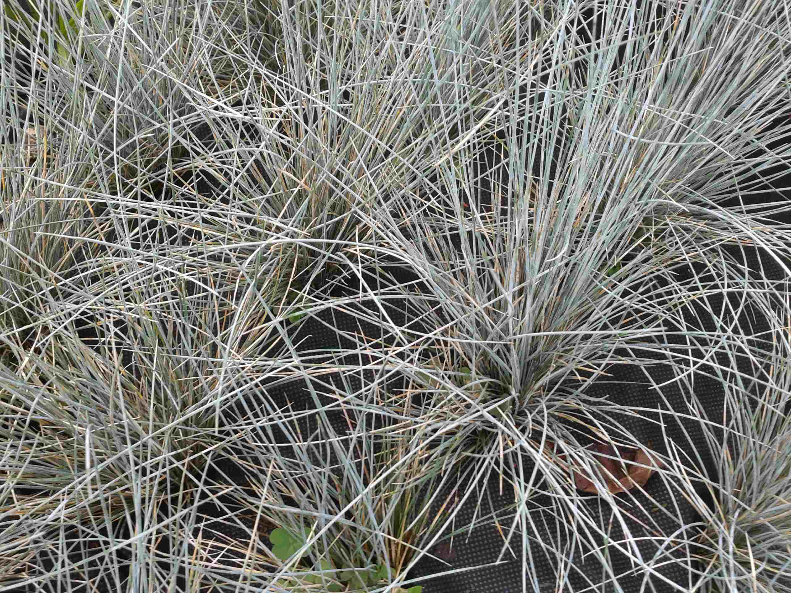 Festuca glauca azurit.jpg